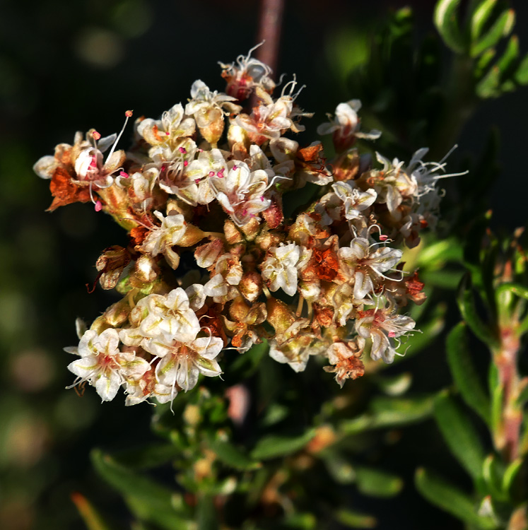 15eriogonum_fasciculatum1310013w