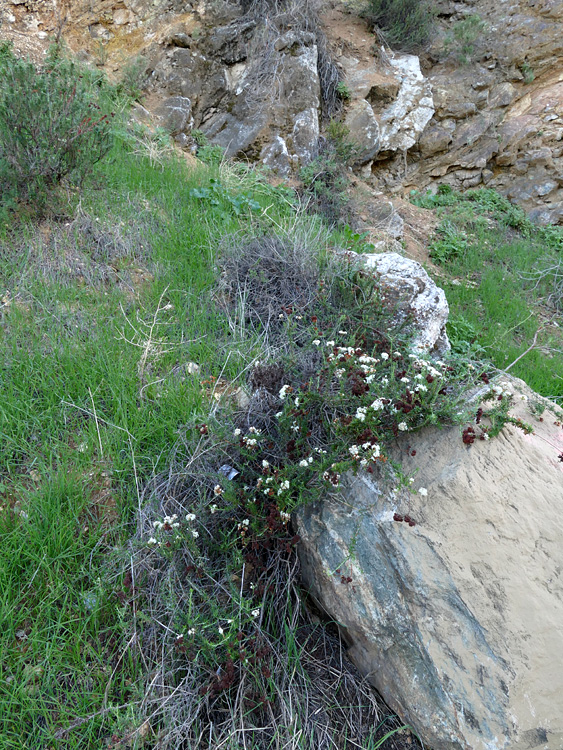 15eriogonum_fasciculatum1310013w