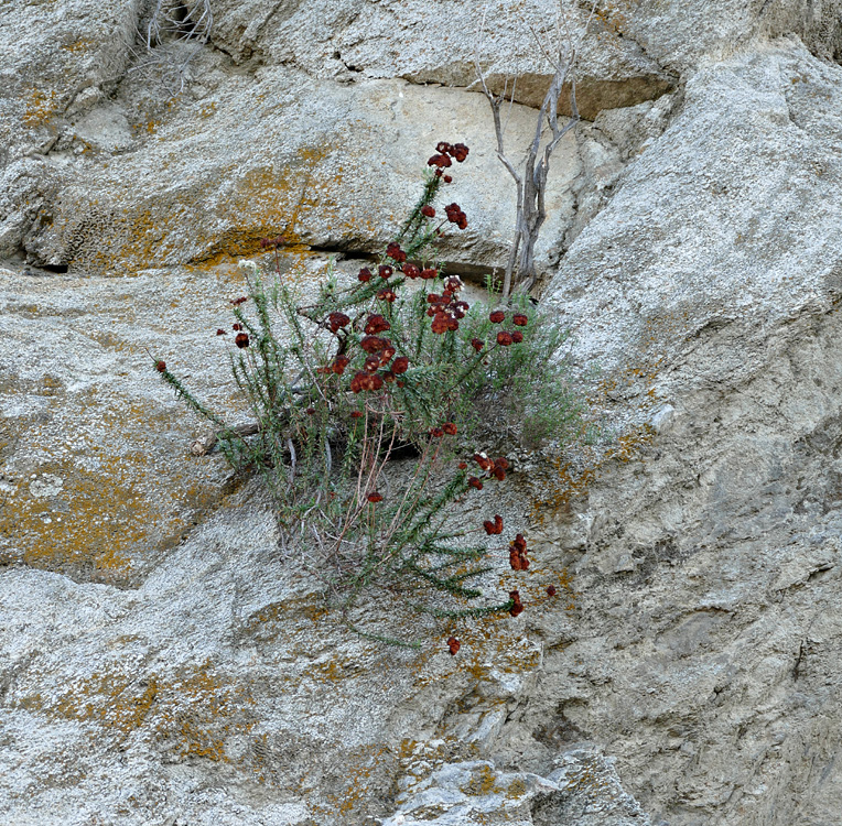 15eriogonum_fasciculatum1310013w