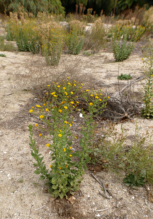 17heterotheca_grandiflora1300929w