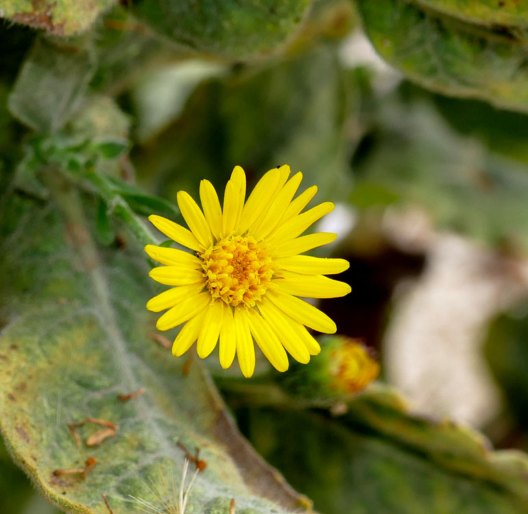 17heterotheca_grandiflora1300929w