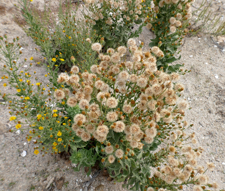 17heterotheca_grandiflora1300929w