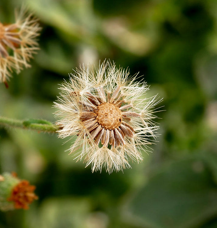 17heterotheca_grandiflora1300929w