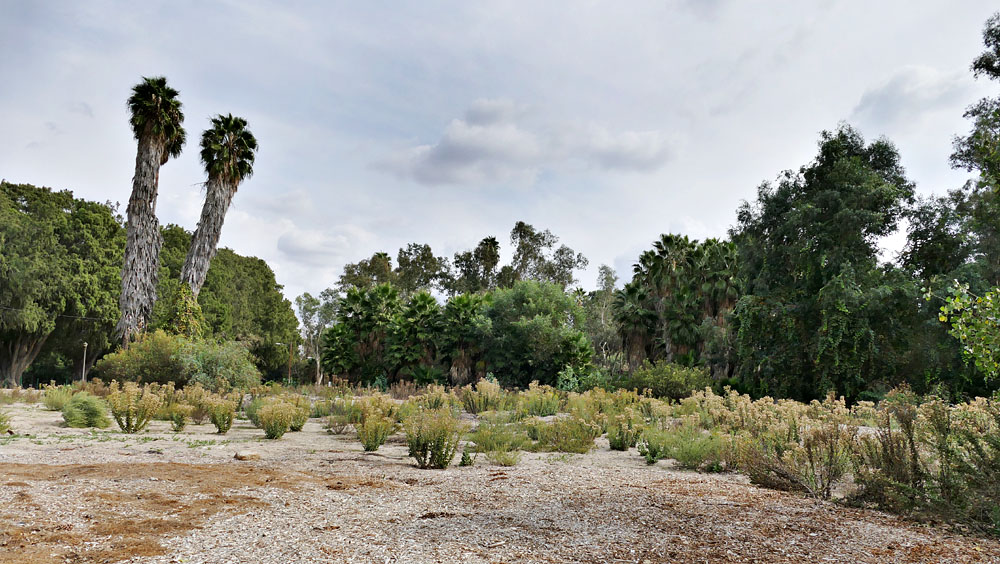 17heterotheca_grandiflora1300929w