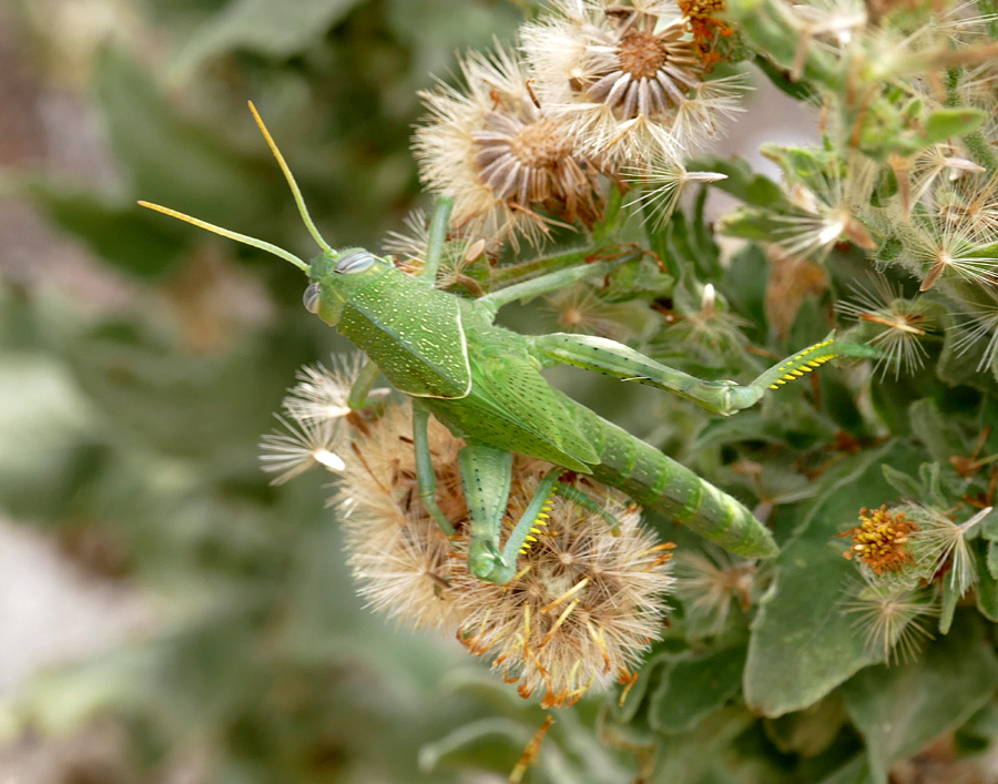 18heterothecaa-grandiflora-grasshopper1300954w