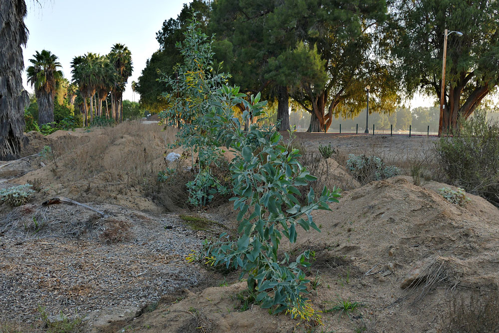 20nicotiana_glauca1300907w