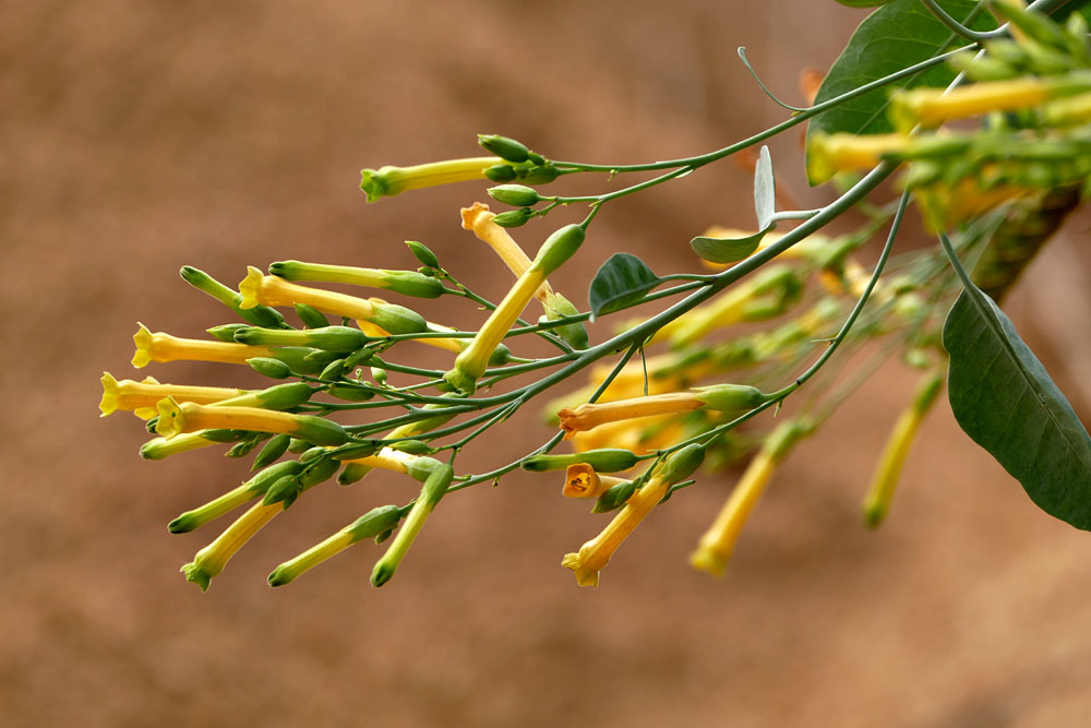 20nicotiana_glauca1300907w