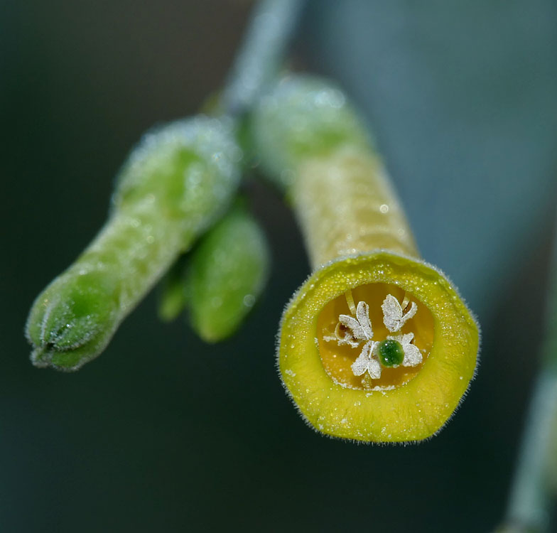 20nicotiana_glauca1300907w