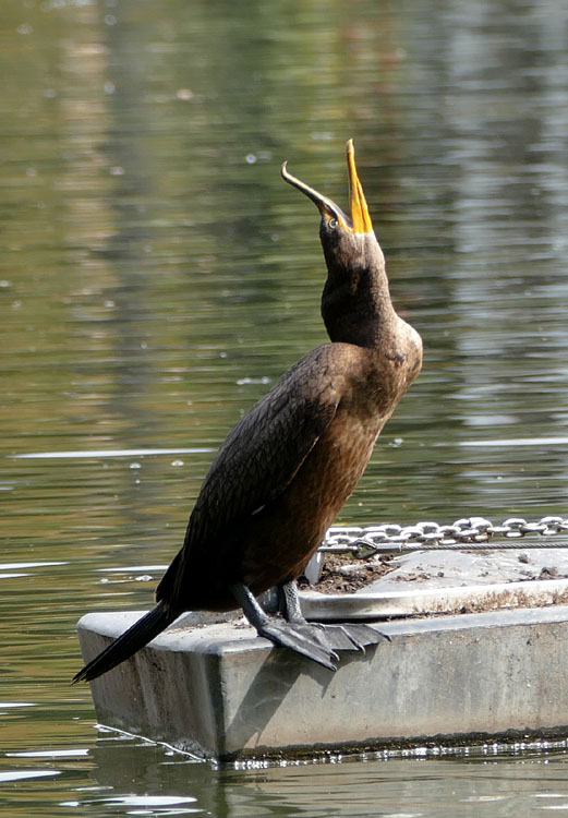 23phalacrocorax1300867w