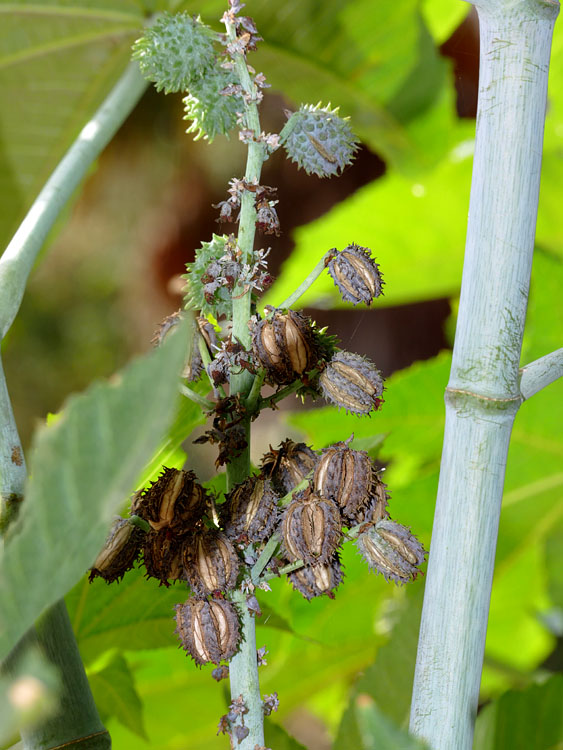 24ricinus_communis1300984w