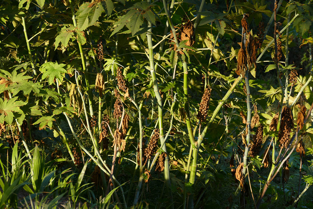 24ricinus_communis1300984w