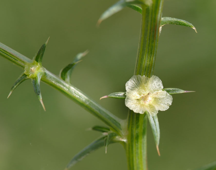 25salsola_tragus1300957w