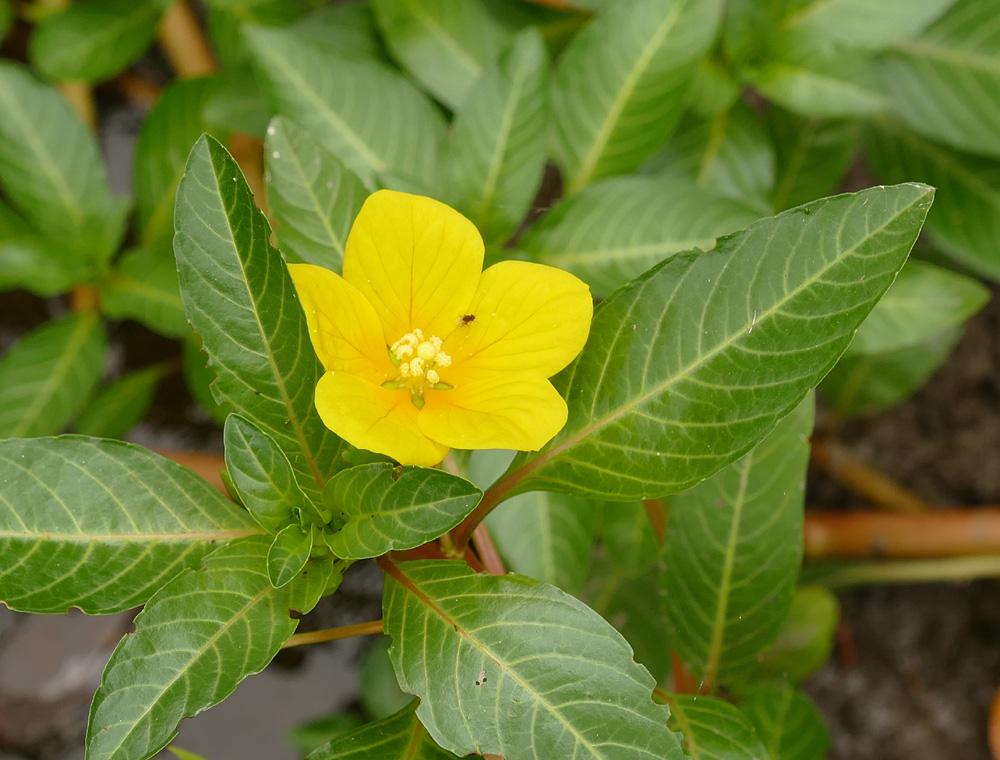 31ludwegia1310341w