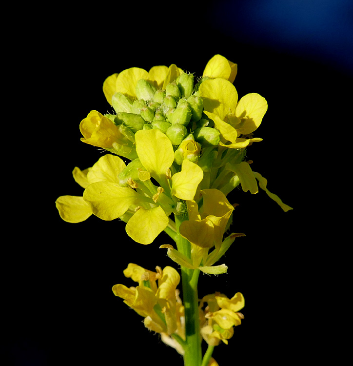 33brassica1310428w