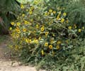 08helianthus_annuus1300891w