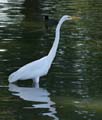 12ardea_alba1310045w