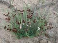 15eriogonum_fasciculatum1310013w