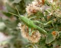 18heterothecaa-grandiflora-grasshopper1300954w