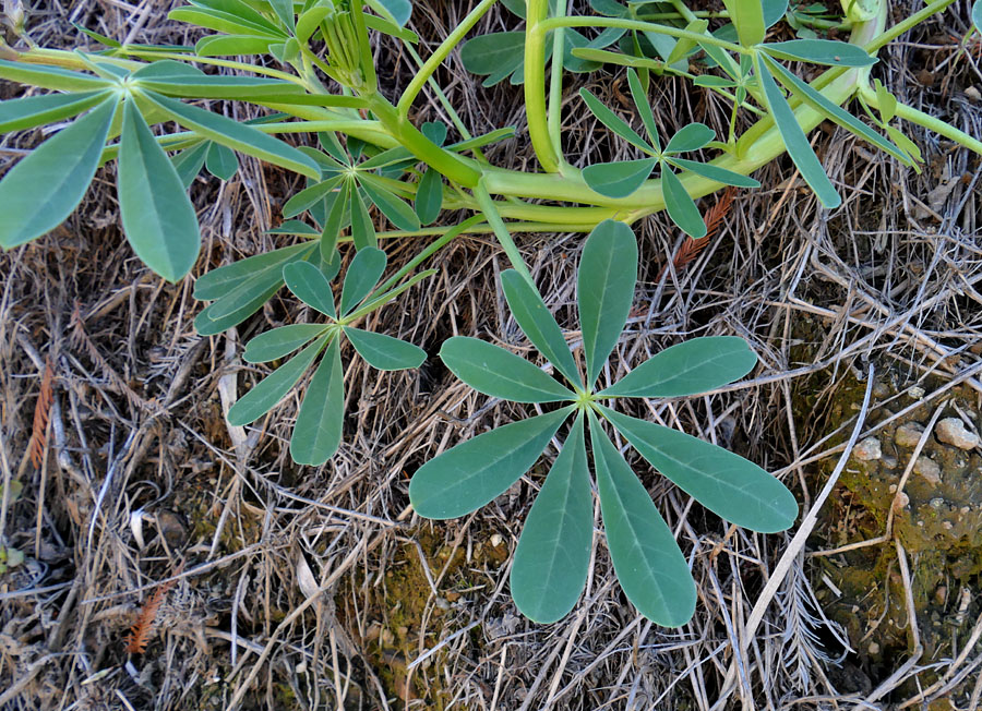 01lupinus_latifolius1170581aw