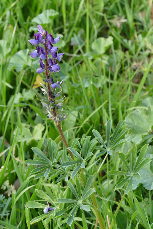 02lupinus_succulentus1170942w