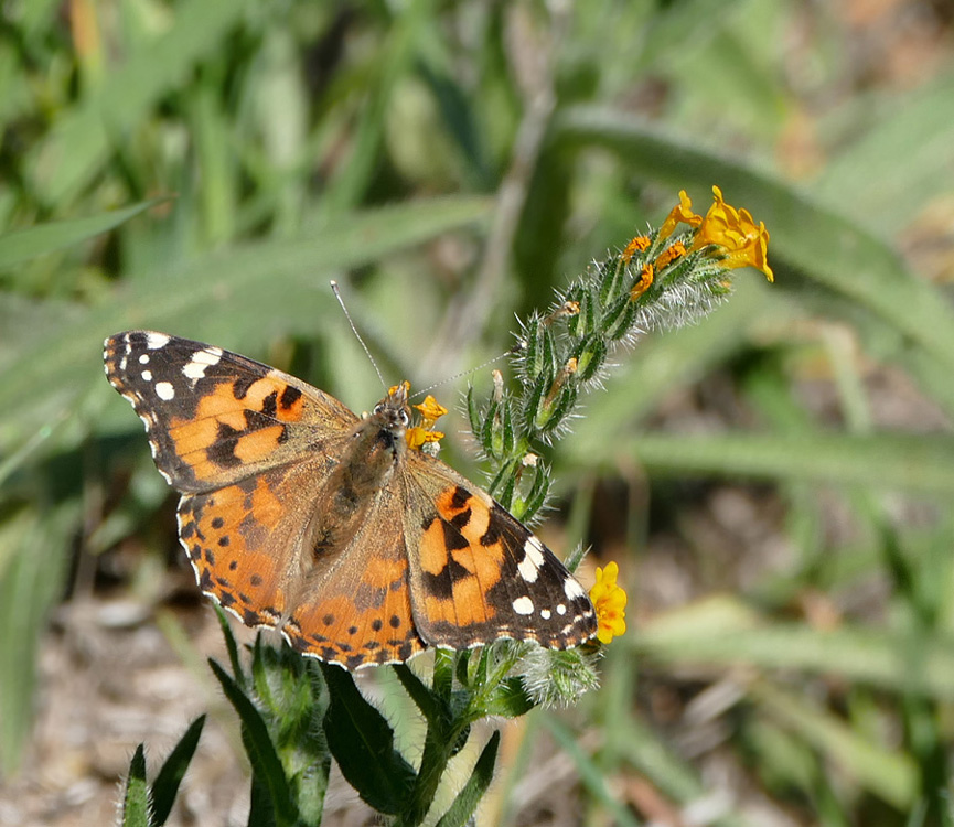 05amsinckia-fritillary1170785w