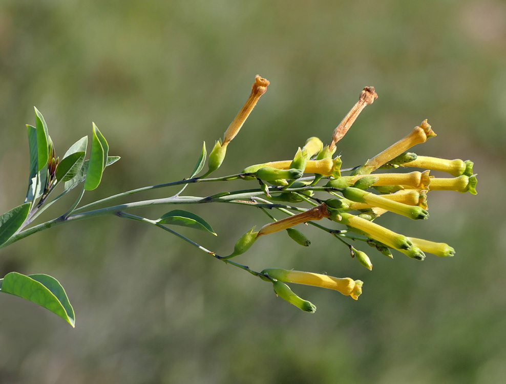 07nicotiana1180068w