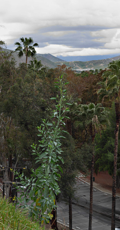 07nicotiana1180068w