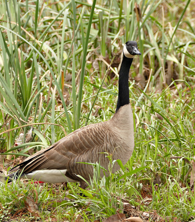 08canada-goose1170971w