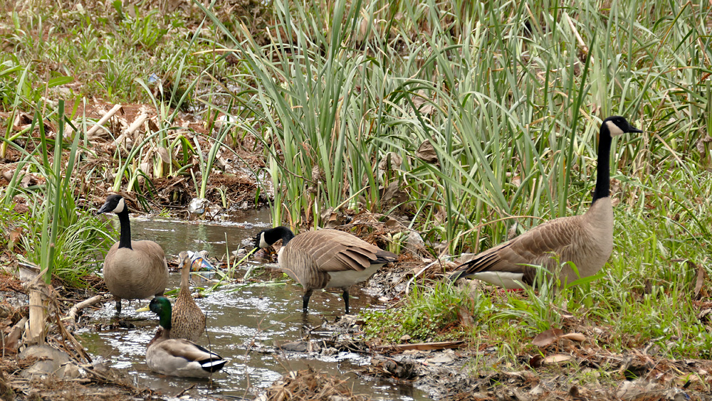 08canada-goose1170971w