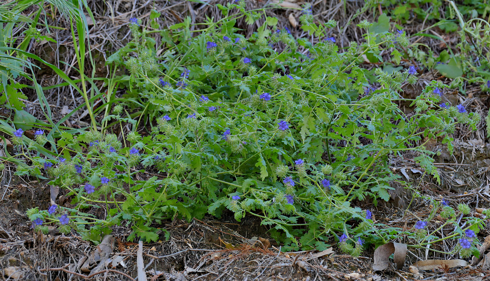 09phacelia_distans1170590w