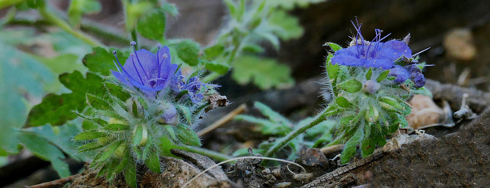 09phacelia_distans1170590w