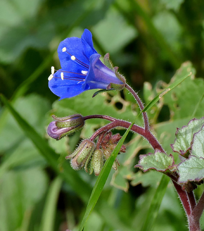 10phacelia_minor1170945w