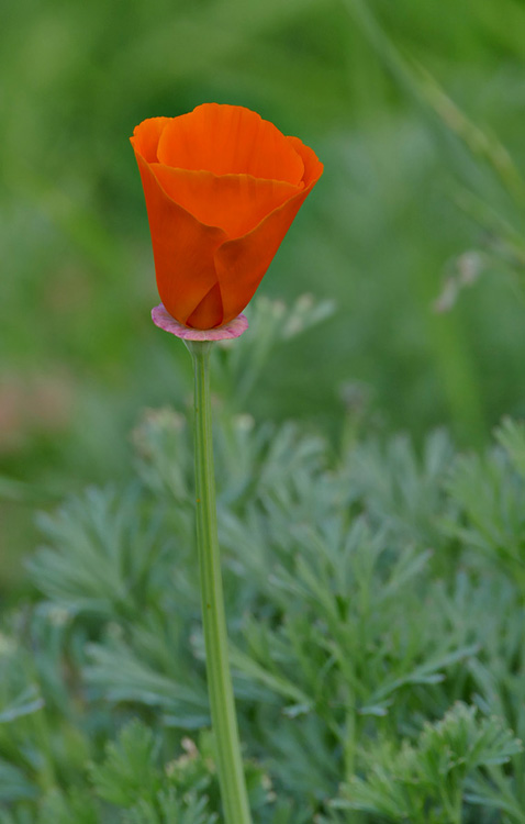 11eschscholzia1170941w