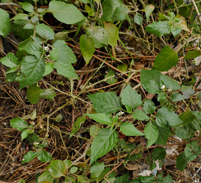 13solanum_americanum1170990w