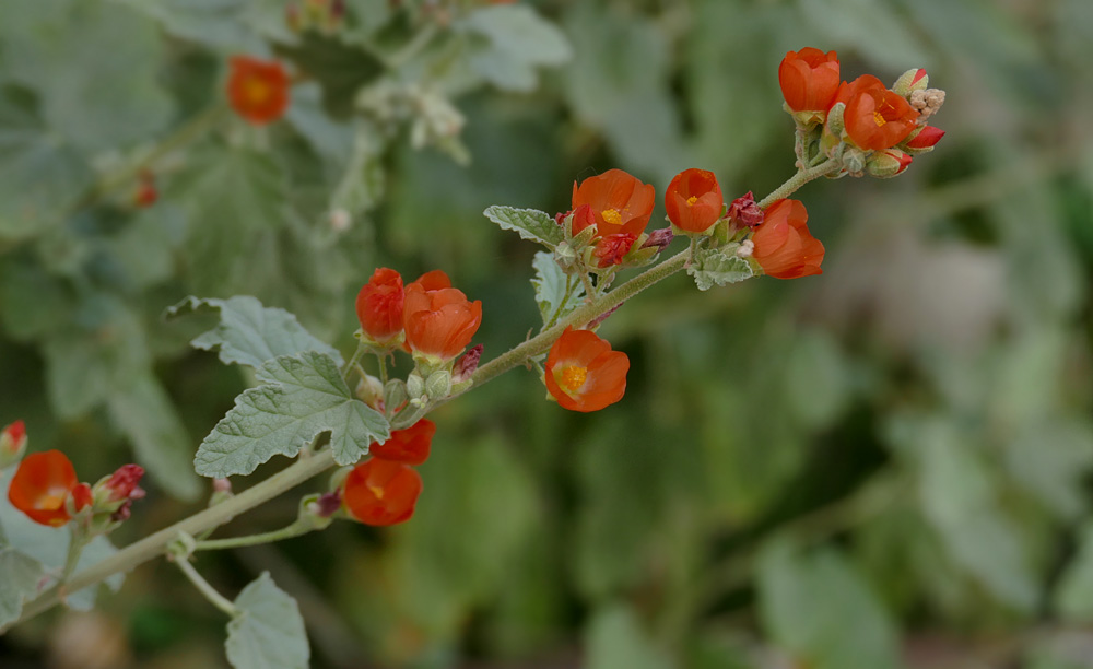 14Sphaeralcea_ambigua1170935w