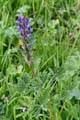 02lupinus_succulentus1170942w