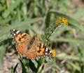 05amsinckia-fritillary1170785w