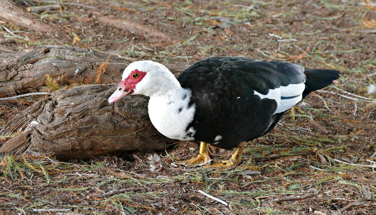 muscovy1340327w