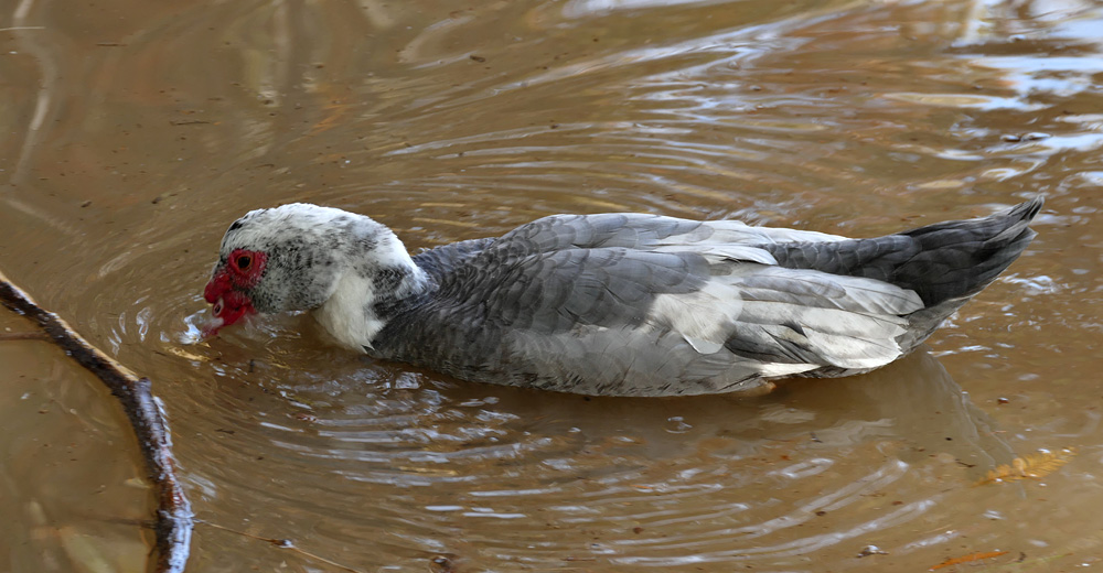 muscovy1340724w