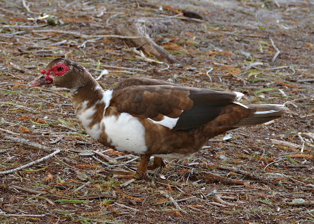 muscovy1340760w