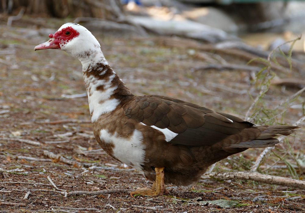 muscovy1340764w