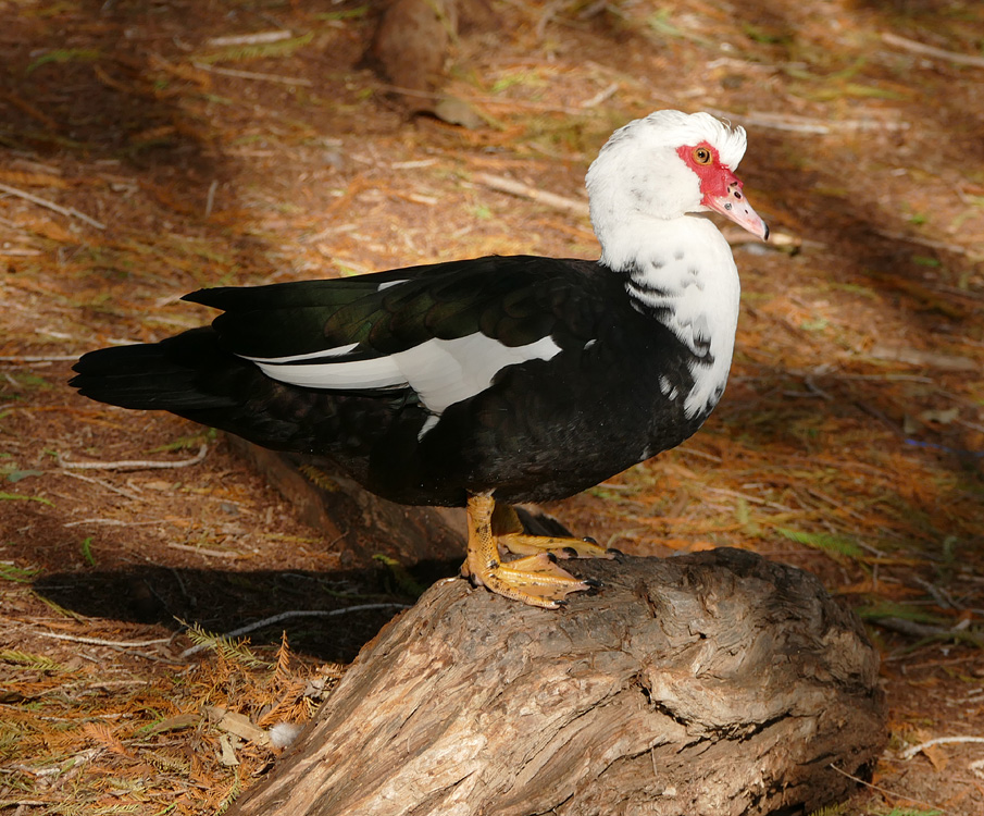 muscovy1340772w