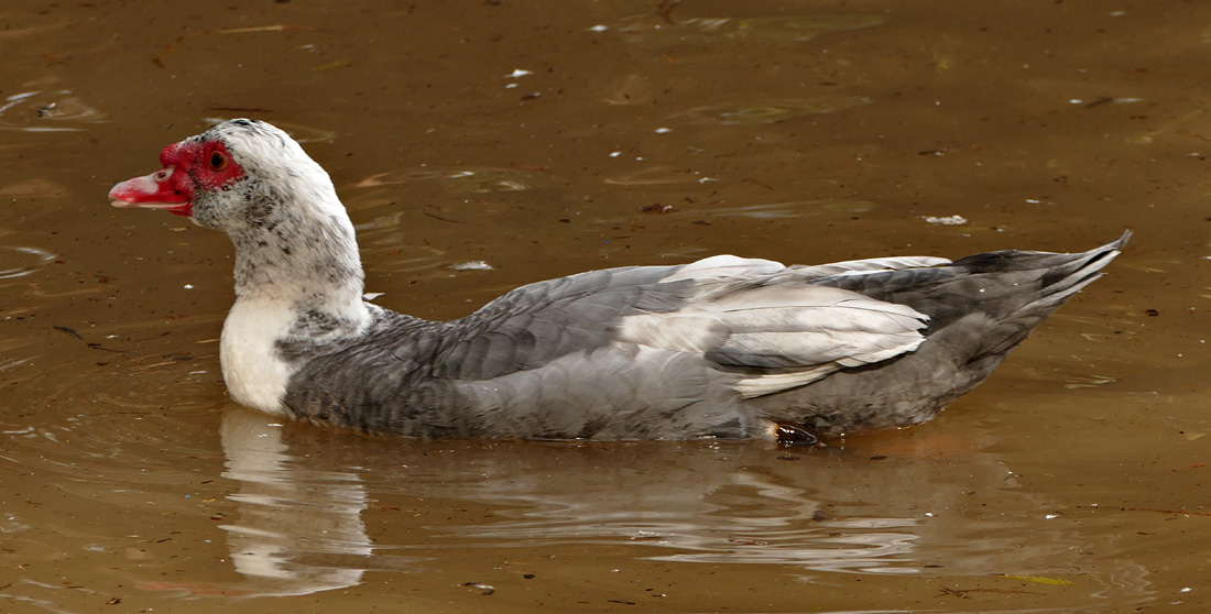 muscovy1340820w