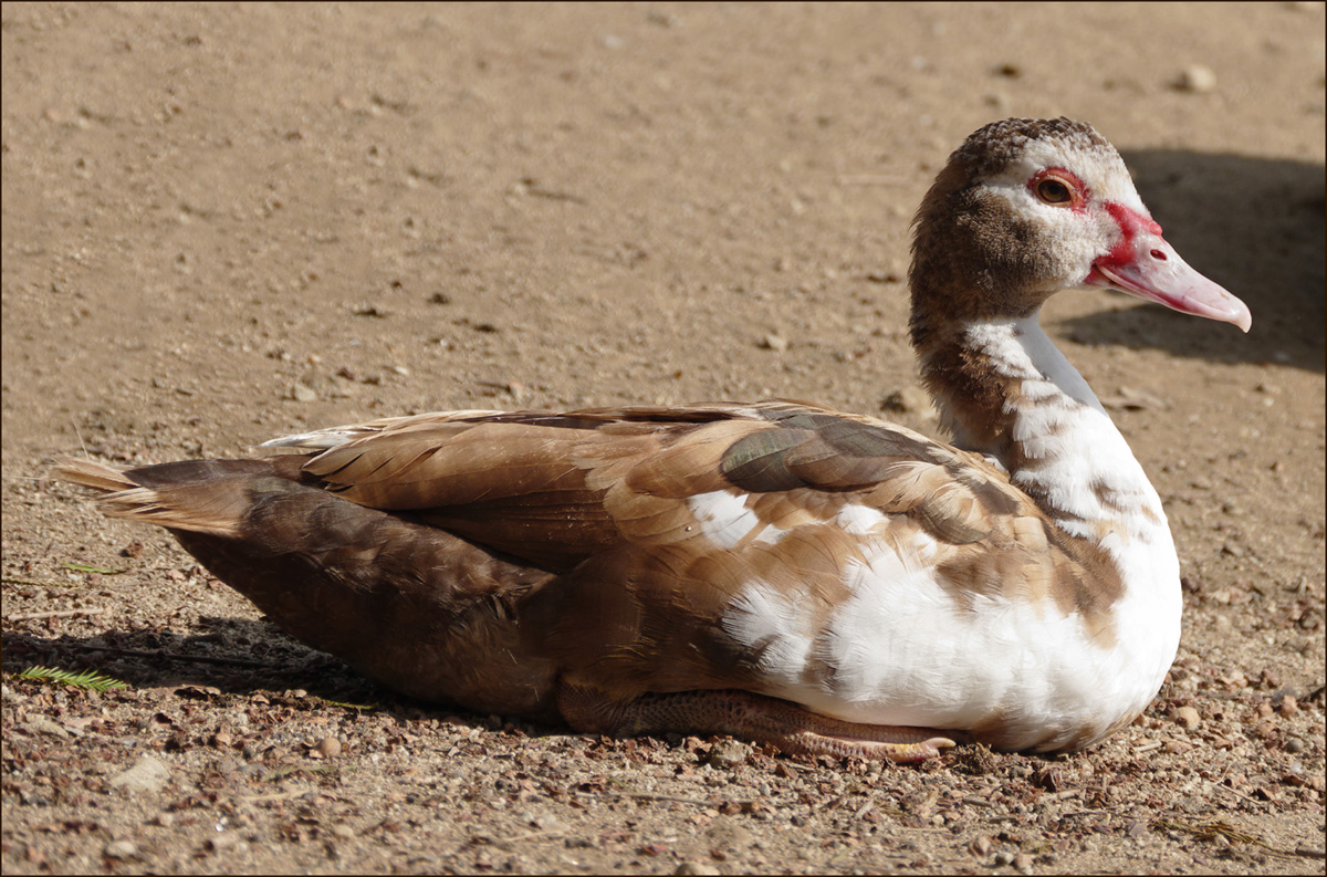 zmuscovy1340867bw