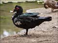 cairina_moschata1100949aw