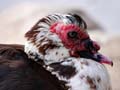 muscovy1050184w