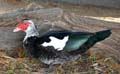 muscovy1340333w