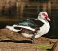 muscovy1340709bw