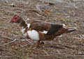 muscovy1340760w