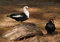 muscovy1340778w